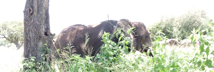Serengeti National Park (Ndutu to Serengeti to Central Serengeti National Park)