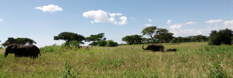Full Day in Serengeti National Park