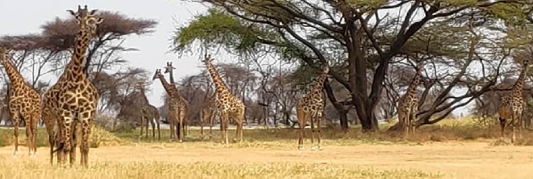 : Ngorongoro Crater Return to  Manyara or Mto Wa Mbu