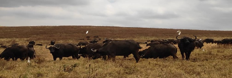 Serengeti National Park Game Drive – Overnight in Ngorongoro Conservation Area