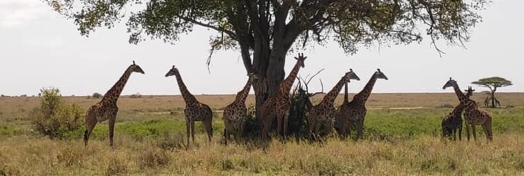 Arusha to Tarangire National Park 
