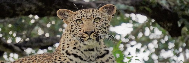 Manyara (Mto wa mbu) to Serengeti National Park