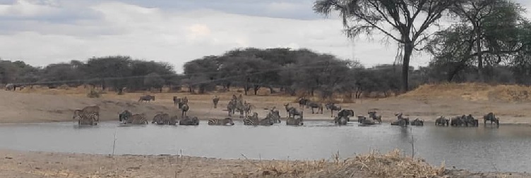  Ngorongoro National Park And Over Night Manyara(Mto Wa Mmbu)