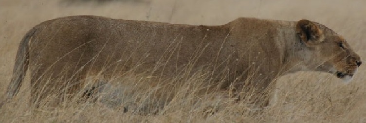 Central Serengeti National Park to Ngorongoro Conservation