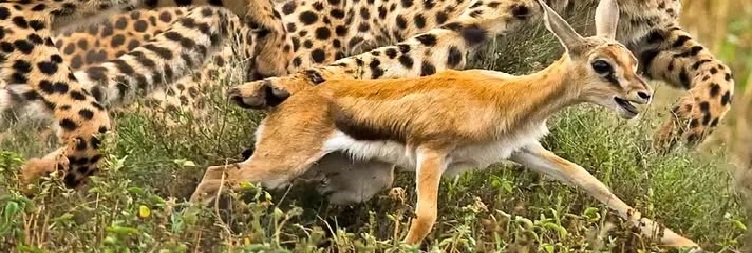  Morning  Game Drive in Serengeti National Park and Over Night at Ngorongoro Conservation area