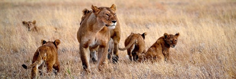 Ngorongoro Crater to Mto wa Mbu 