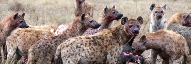Ngorongoro Crater Back to Arusha