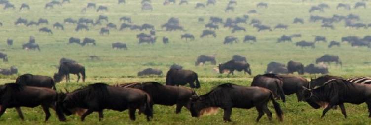 : Ngorongoro Crater Safari in Tanzania back to Arusha