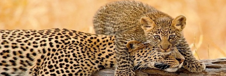 Manyara (Mto Wa Mbu) to Lake Manyara national Safari and back to Arusha