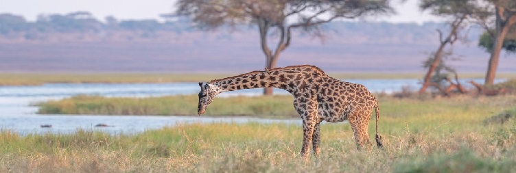 From Serengeti to Ngorongoro Crater