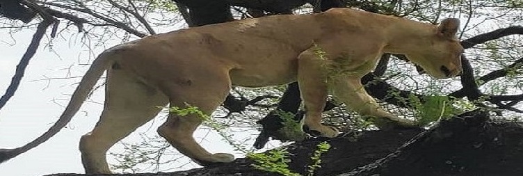  Mto Wa Mbu To Lake Manyara National Park to Arusha