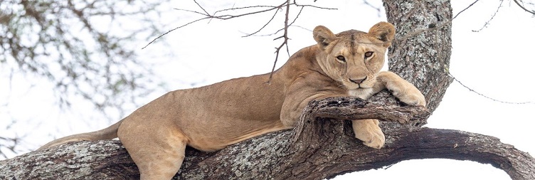 Lake Manyara National Park and overnight at Manyara (Mto Wa Mbu)