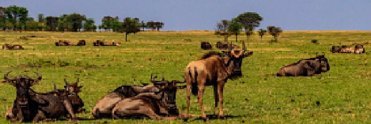 Serengeti to Ngorongoro Crater 