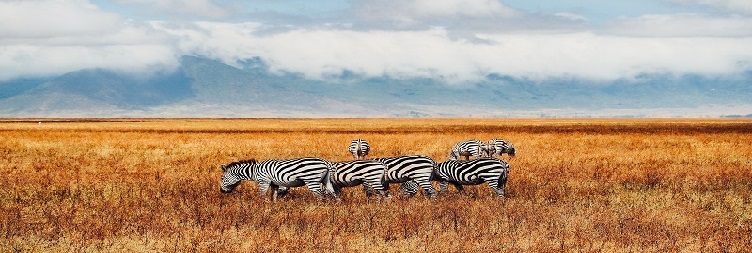 Ngorongoro Crater back to Arusha