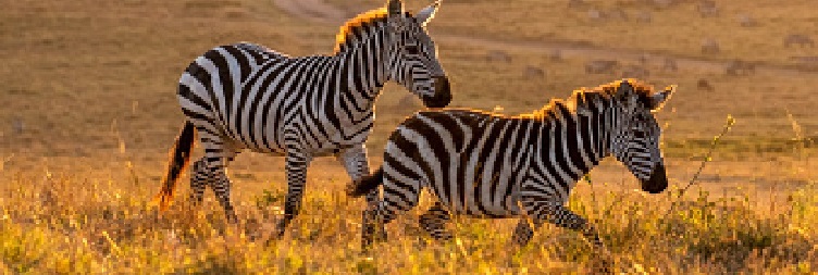  Manyara (Mto Wa Mbu) to Lake Manyara National Park and back to Arusha