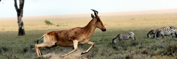 Serengeti national park  and Over Night at Ngorongoro Conservation Area