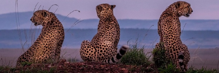 Full Day in Serengeti National Park
