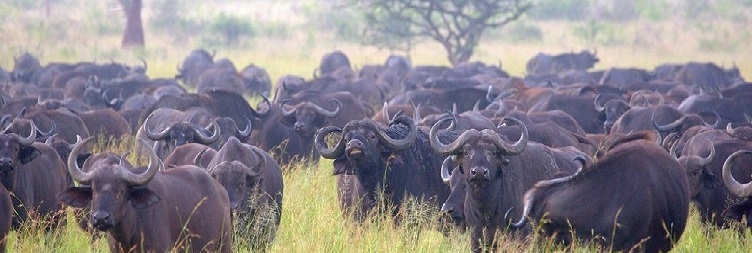  Ngorongoro Crater & Return to Moshi 