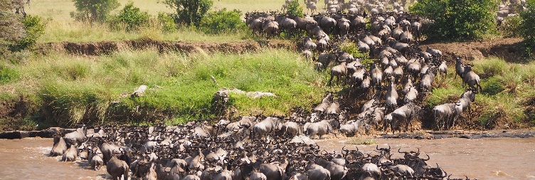 Full day Serengeti South (Ndutu Area) 