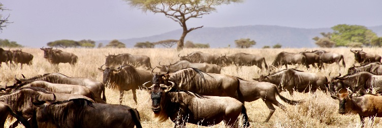 Serengeti National Park – Ngorongoro Conservations