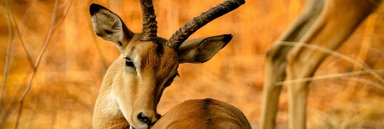  From Arusha to Tarangire National Park and return