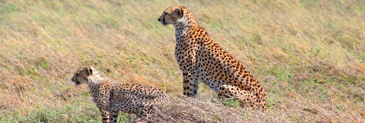 Serengeti National Park whole day game drive