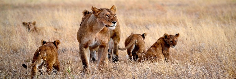 Manyara (Mto wa Mbu) to Serengeti National Park