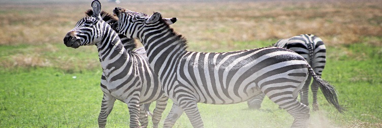 Lake Manyara National Park to Arusha 