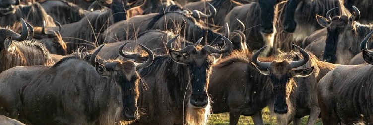 South   Serengeti to Ngorongoro Conservations Area 