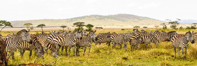 Serengeti to Ngorongoro Conservation Area
