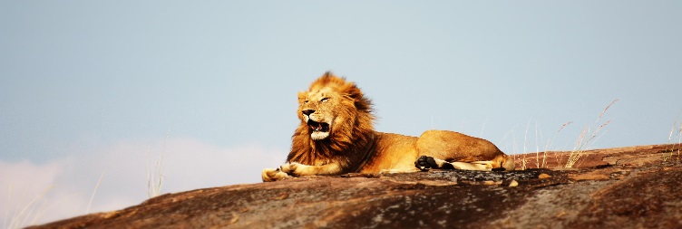 Full Day in Serengeti National Park 