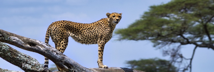 Central Serengeti National Park to Ngorongoro Conservation Area