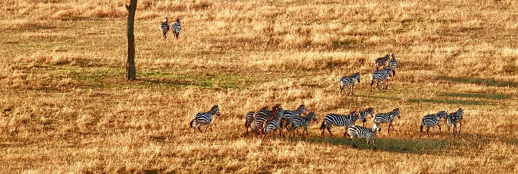 Central Serengeti National Park to North Serengeti (Kogatende) River crossing