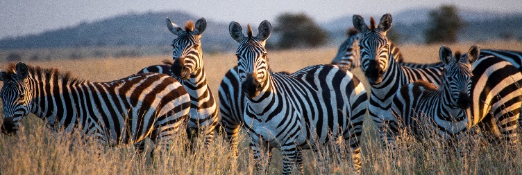 Ngorongoro Crater to Arusha