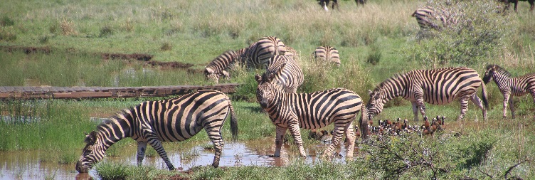 Full Game Drive Serengeti National Park (North Serengeti)