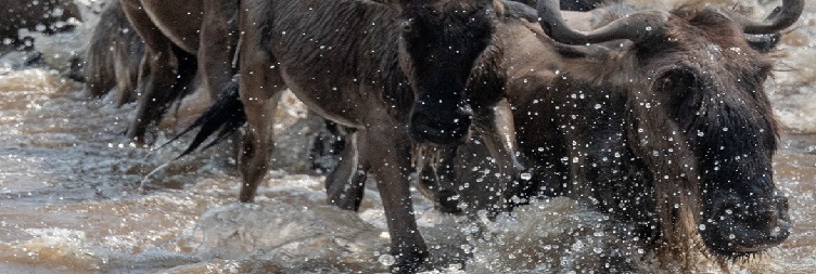Ngorongoro Crater then back to Arusha