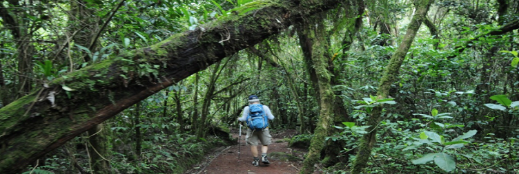 From  Horombo Hut to Marangu Gate to Moshi(Hotel)