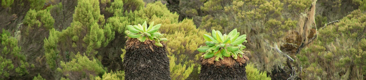 Machame camp to Shira Cave Camp